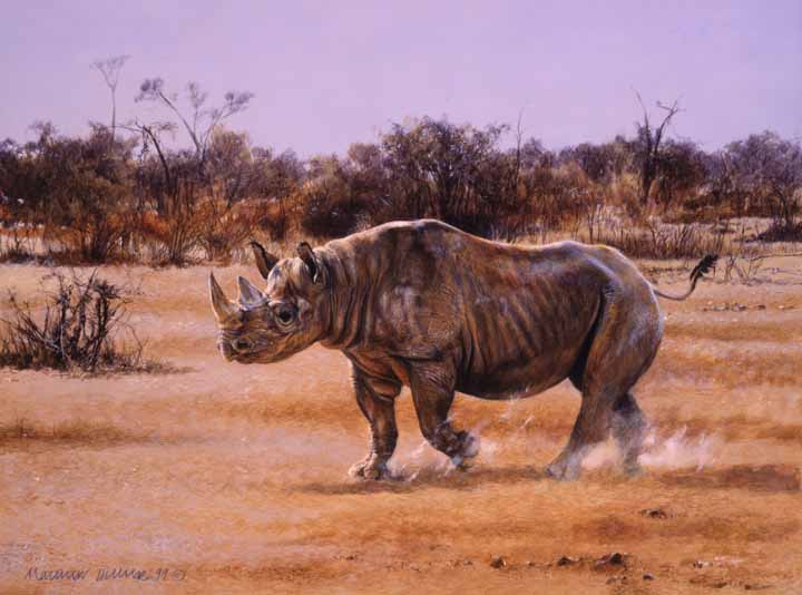 MH – Rhino © Matthew Hillier