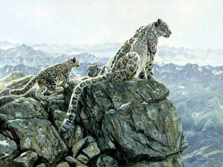 MH – Snow Leopard Family © Matthew Hillier