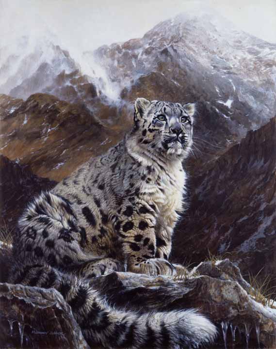 MH – Snow Leopard (sitting) © Matthew Hillier