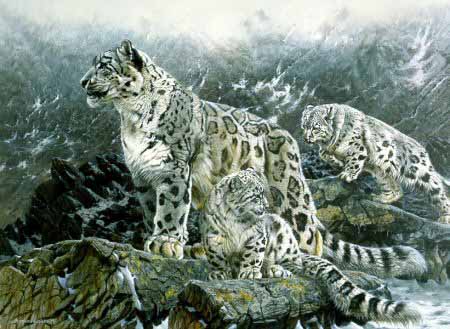 MH – Snow Leopards © Matthew Hillier