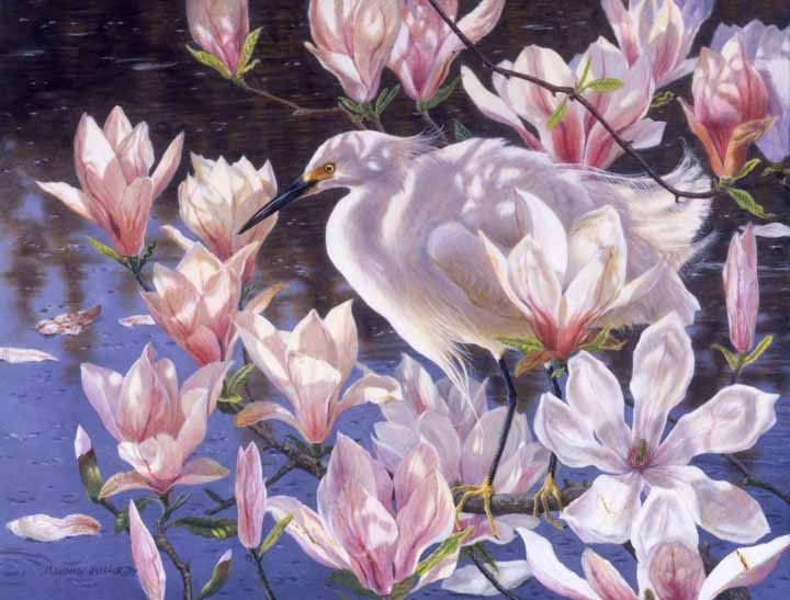MH – Snowy Egret with Magnolias © Matthew Hillier