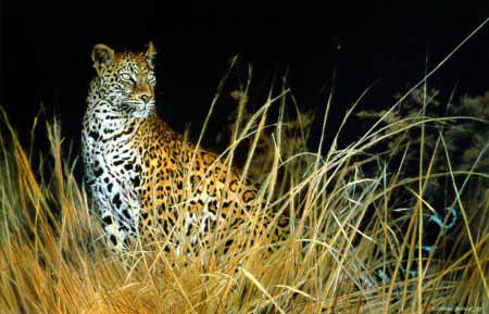 MH – The Leopard Hunts Alone © Matthew Hillier