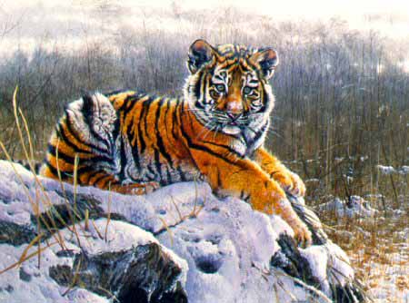 MH – Tiger Cub © Matthew Hillier