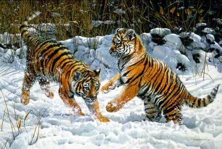 MH – Tiger Cubs Playing © Matthew Hillier