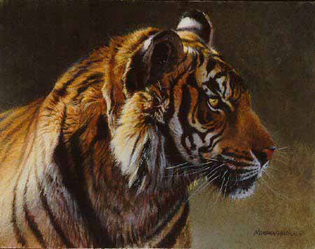 MH – Tiger Portrait © Matthew Hillier