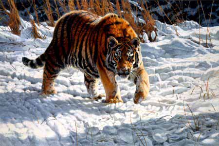 MH – Tiger in Snow © Matthew Hillier