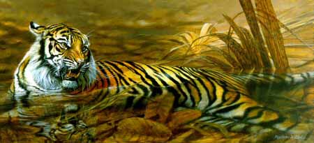 MH – Tiger in Water II © Matthew Hillier