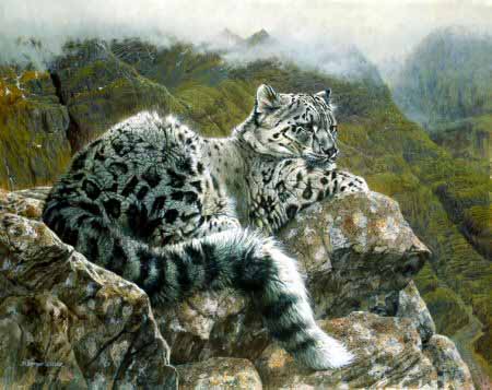 MH – Young Snow Leopard © Matthew Hillier