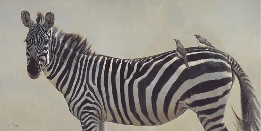MH – Zebra © Matthew Hillier (2)