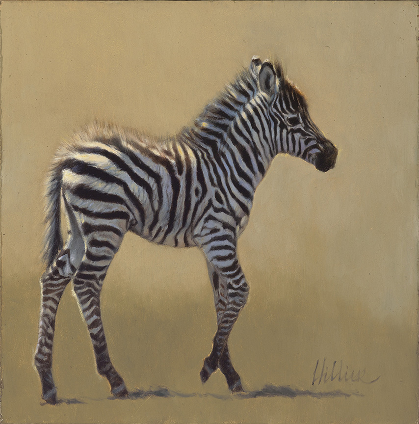 MH – Zebra © Matthew Hillier