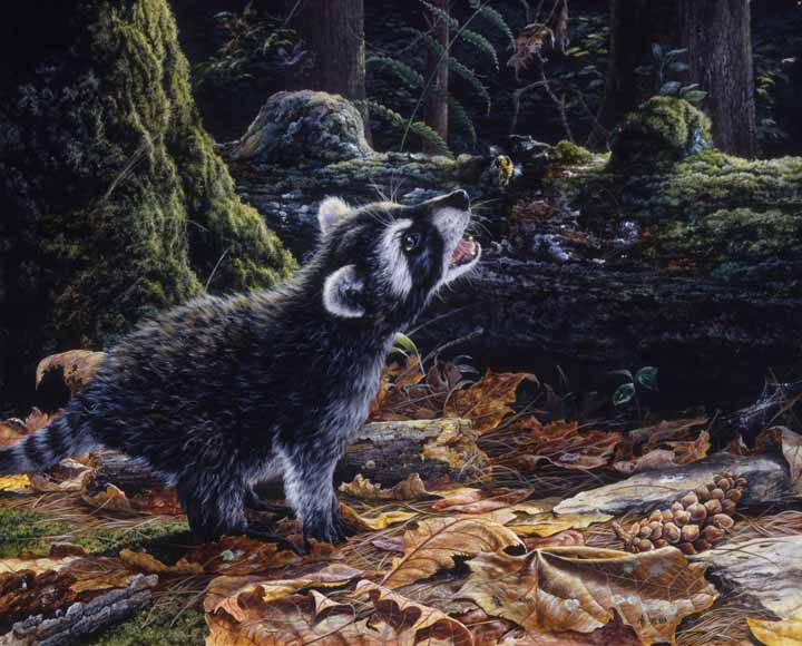 MK – A Lesson to be Learned – Racoon © Mark Kelso