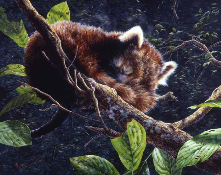 MK – All’s Right With the World – Red Panda © Mark Kelso