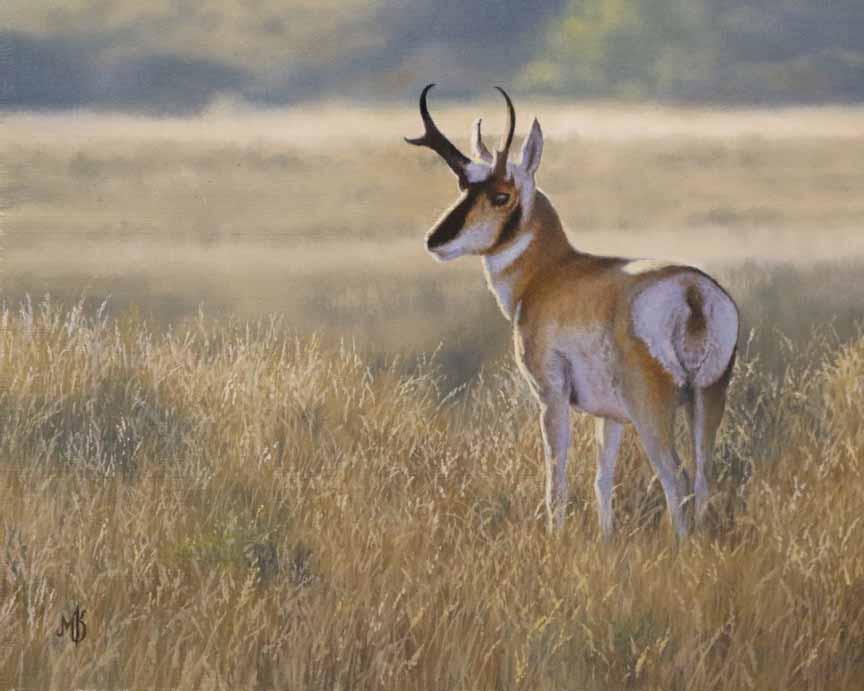 MK – Along Antelope Flats © Mark Kelso