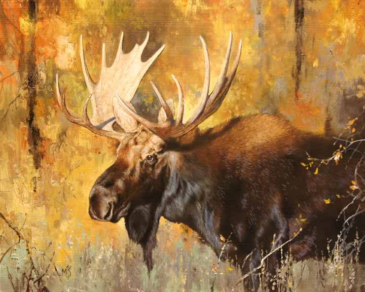MK – Autmn Moose Study © Mark Kelso