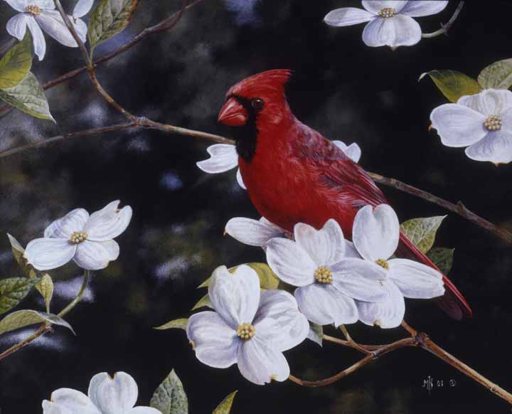 MK – Carolina Spring – Northern Cardinal © Mark Kelso