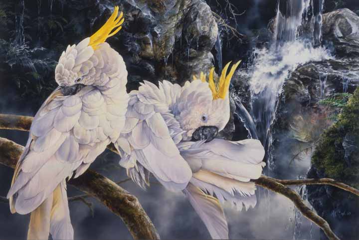 MK – Cleansing Place – Sulfur Crusted Cockatoo © Mark Kelso