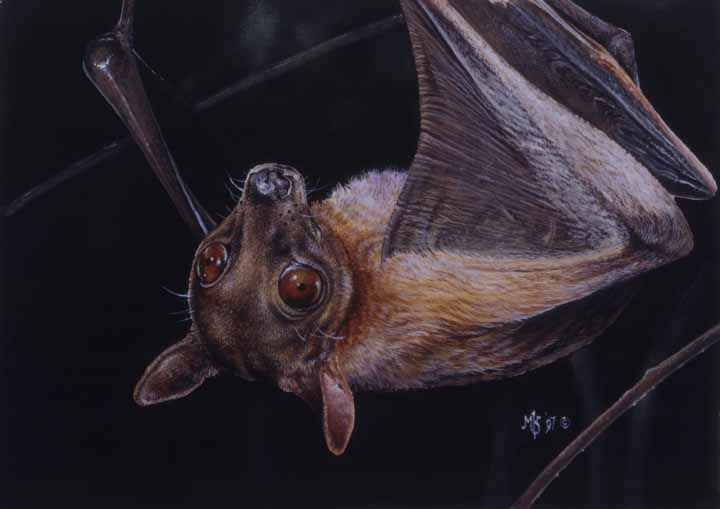 MK – Eidelon Helvum – Straw Colored Fruit Bat © Mark Kelso