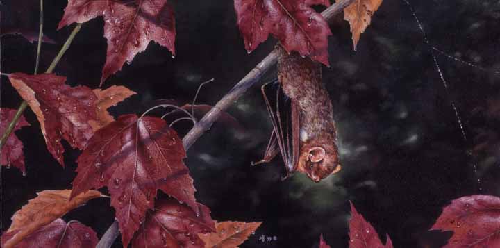 MK – Lasiuris Borealis – Brown Bat © Mark Kelso
