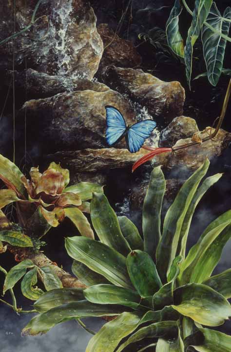 MK – Life Rhythms – Morpho Butterfly © Mark Kelso