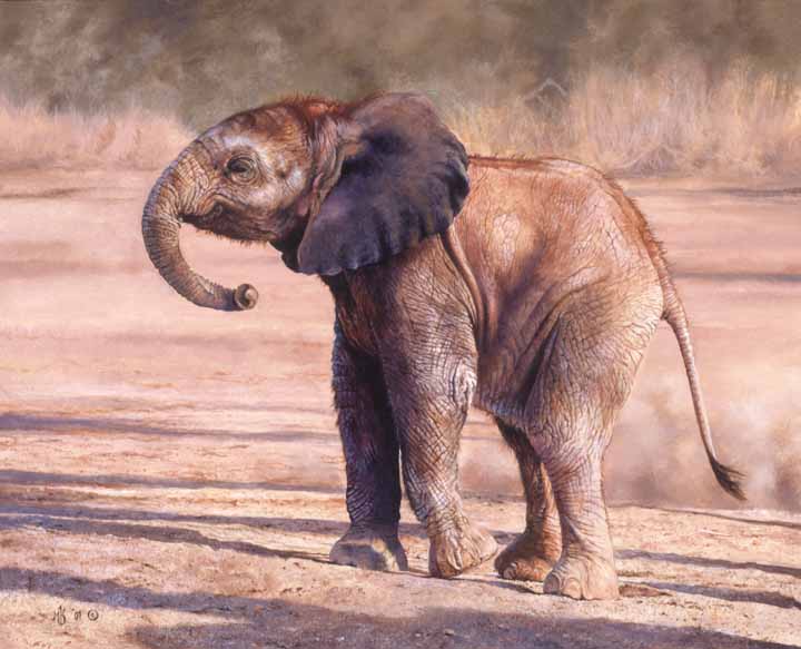 MK – Little Lady – African Elephant © Mark Kelso