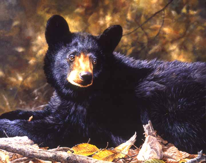 MK – Looking Back – Young Black Bear © Mark Kelso