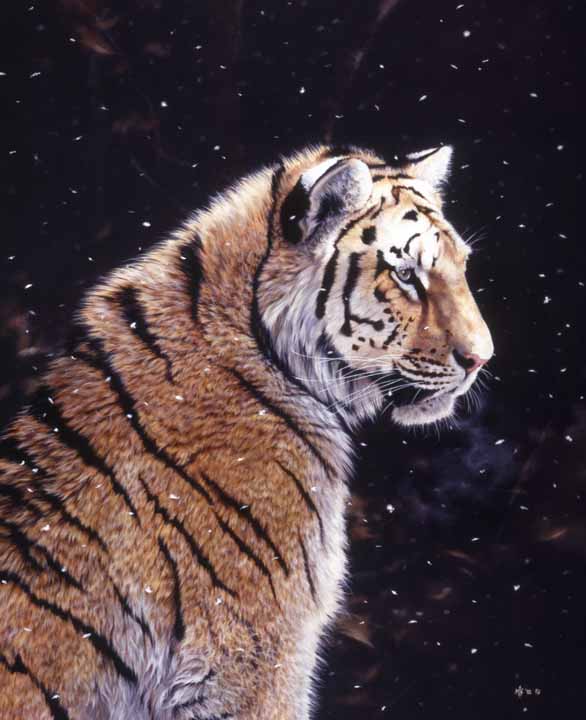 MK – Piercing Eye, Gentle Fall – Siberian Tiger © Mark Kelso