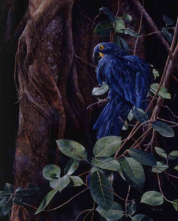 MK – Sapphire – Hyacinth Macaw © Mark Kelso