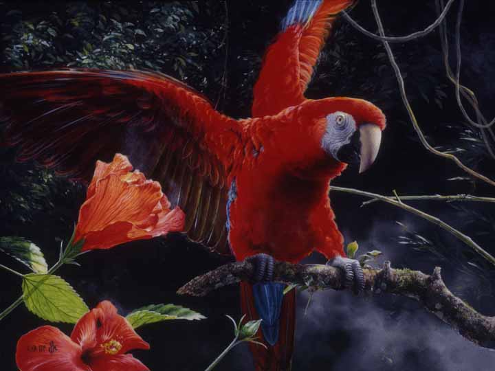 MK – Scarlet Macaw © Mark Kelso