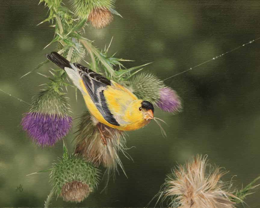 MK – Thistle Theif © Mark Kelso