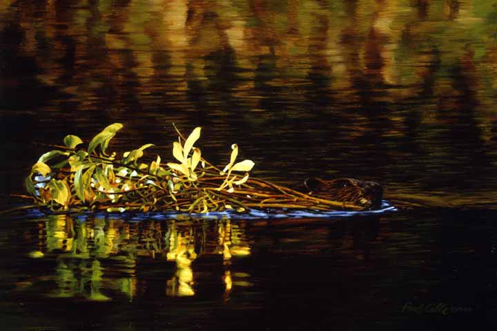 PC – Beaver Reflections © Paul Calle