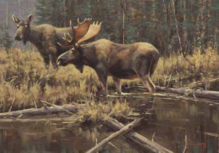PY – Backwater Moose © Paco Young