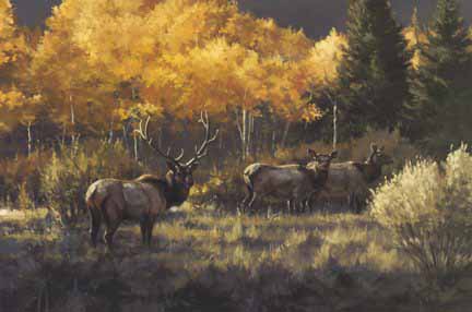 PY – Elk in Aspens © Paco Young
