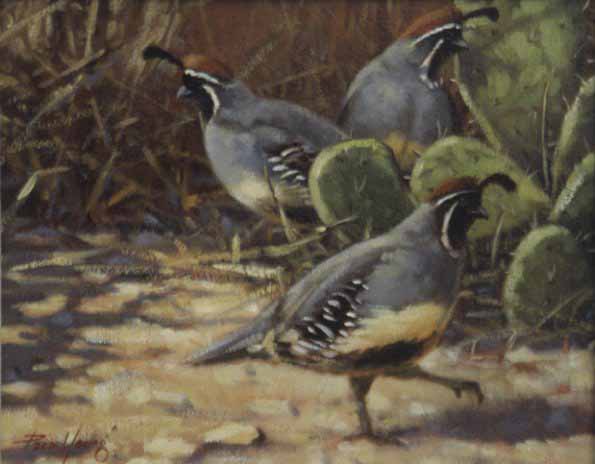 PY – Gambel’s Quail © Paco Young