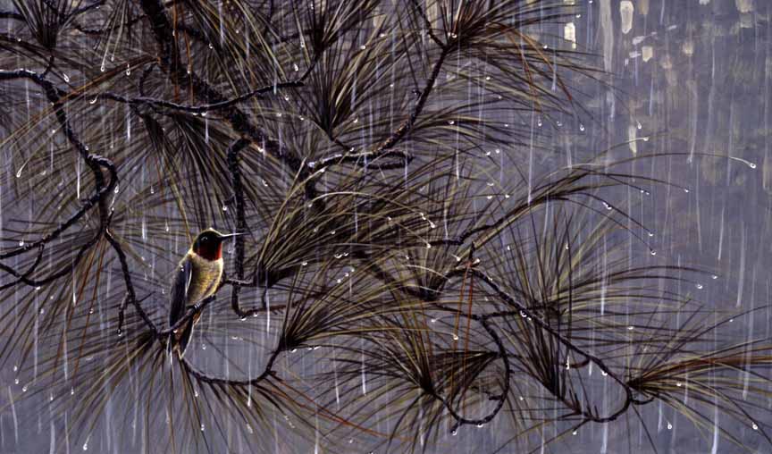 PY – Hummingbird in the Rain © Paco Young