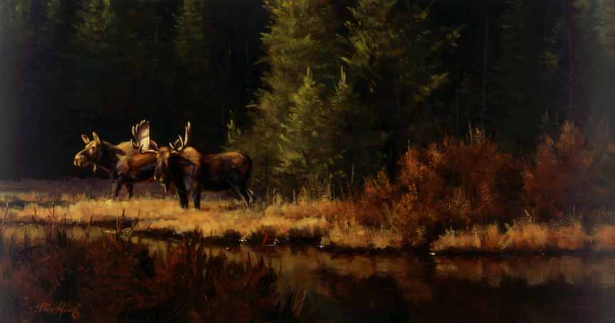 PY – Into the Clearing – Moose © Paco Young