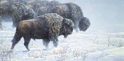 PY – Into the Storm – Bison © Paco Young