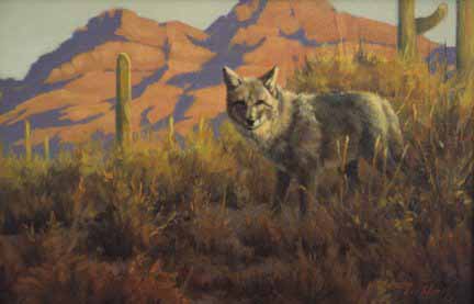 PY – Organ Pipe Coyote © Paco Young