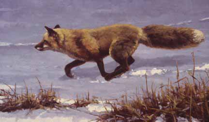 PY – Snow Runner – Red Fox © Paco Young