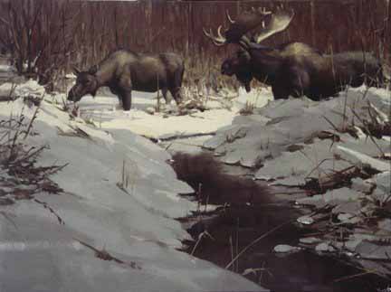 PY – Winter Moose © Paco Young
