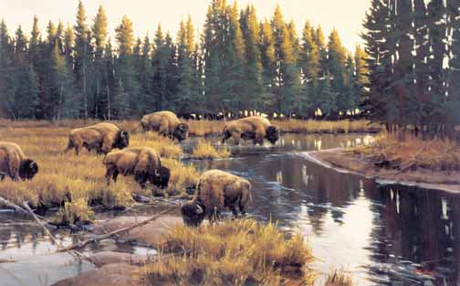 PY – Yellowstone Crossing © Paco Young