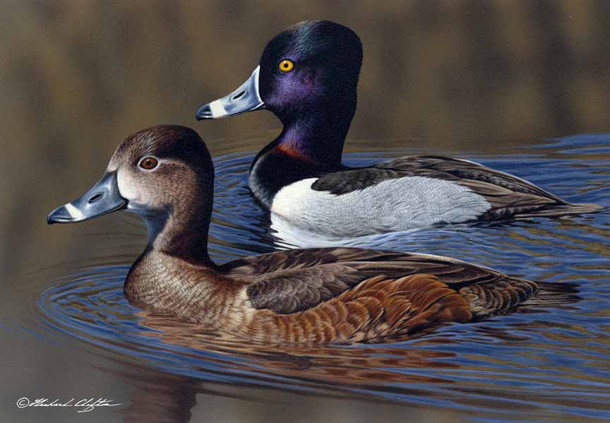 RC – 2007-2008 Federal Duck Stamp © Richard Clifton