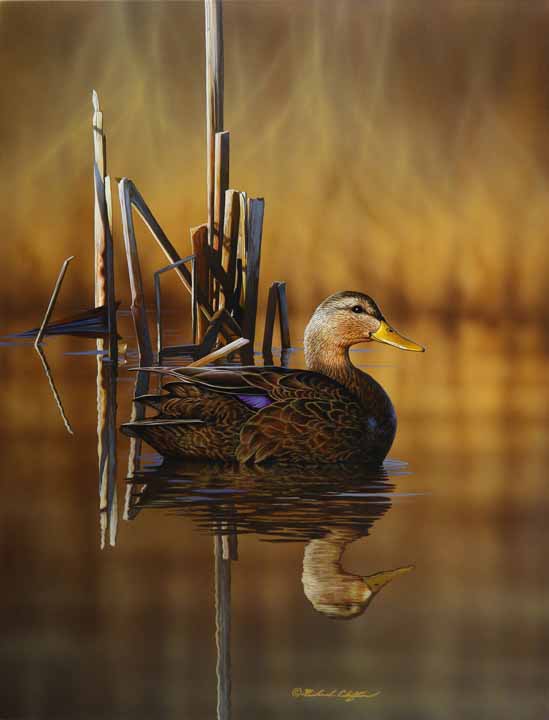 RC – At Rest – Black Duck © Richard Clifton