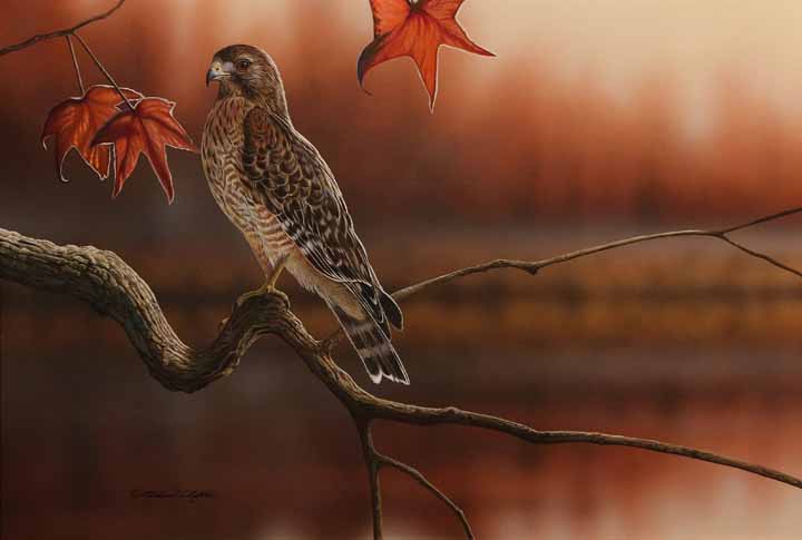 RC – Autumn Mist – Red-Shouldered Hawk © Richard Clifton