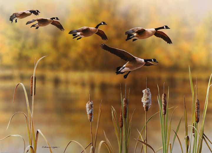 RC – Autumn River – Canada Geese © Richard Clifton