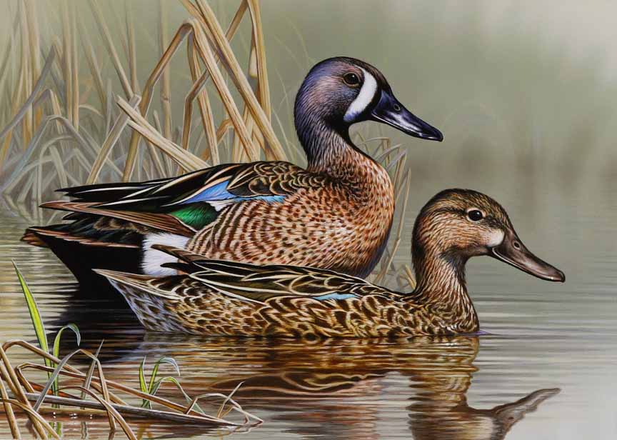 RC – Blue Winged Teal © Richard Clifton