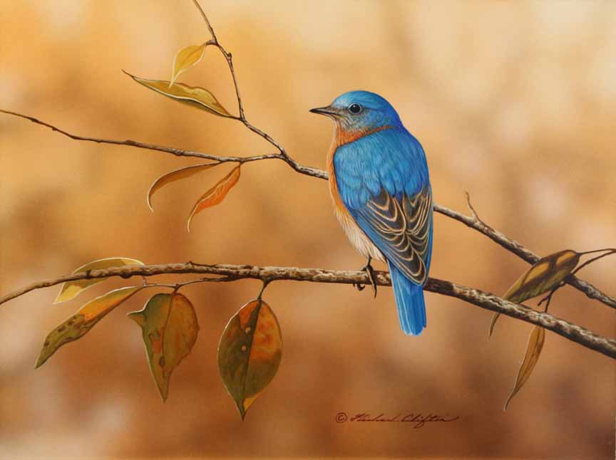 RC – Bluebird 6 © Richard Clifton
