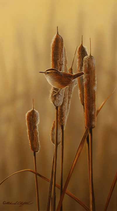 RC – Cattails and Marsh Wren © Richard Clifton