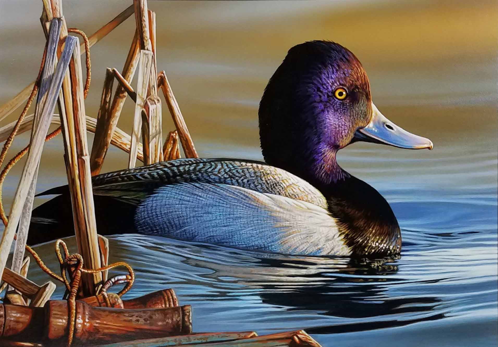 RC – Drake Lesser Scaup (2021-2022 Federal Duck Stamp Winner) © Richard Clifton