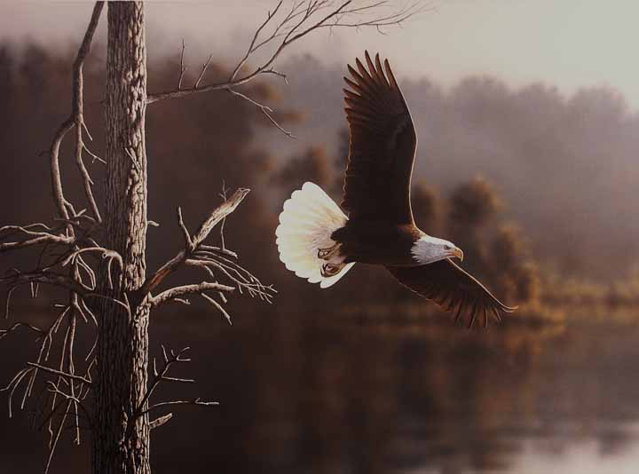 RC – Eagle Flight © Richard Clifton