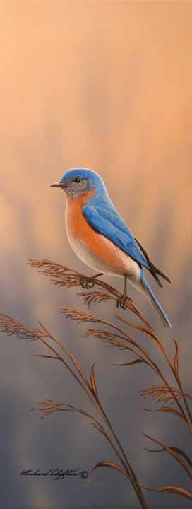 RC – Fall Meadow – Bluebird © Richard Clifton